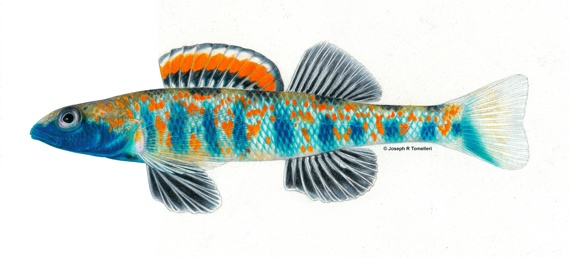 etheostoma_akatulo_bluemask_darter_0