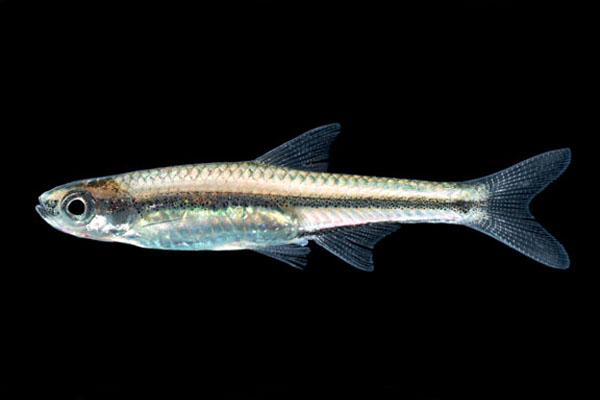 notropis_melanostomus_blackmouth_shiner