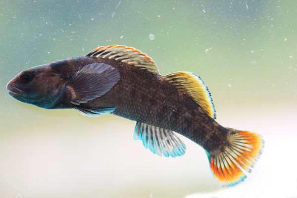 Etheostoma douglasi Tuskaloosa Darter